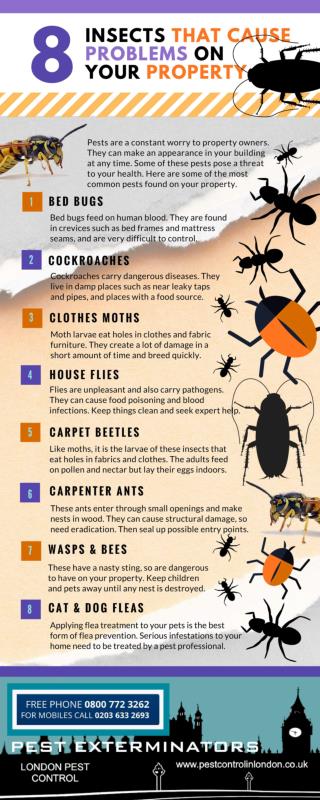 8 Problem Causing Insects You Need To Know About