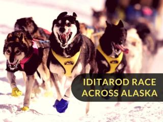 Iditarod race across Alaska