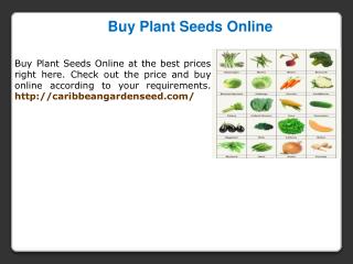 Untreated Seeds for sale