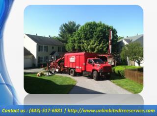 Tree Removal, Tree Service Maryland
