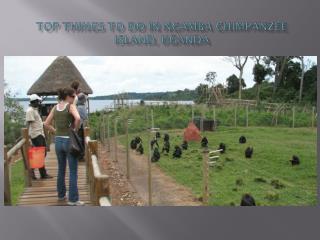 Top Things To Do In Ngamba Chimpanzee Island, Uganda