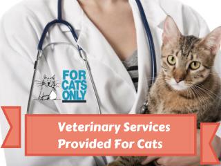 Trusted and Professional Veterinarian in West Palm Beach