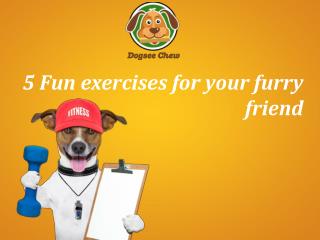 5 Fun Exercises for your Furry Friend