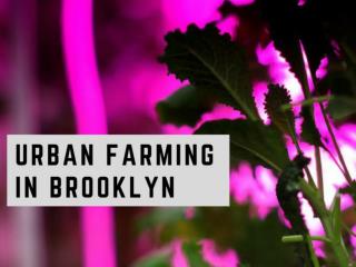 Urban farming in Brooklyn