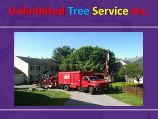 Hiring Tree Service in Silver Spring
