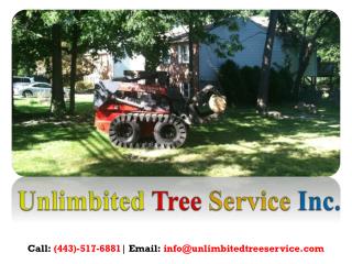 Tree Trimming Service in Bowie, MD
