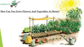 How Can you Grow Flowers and Vegetables At Home?