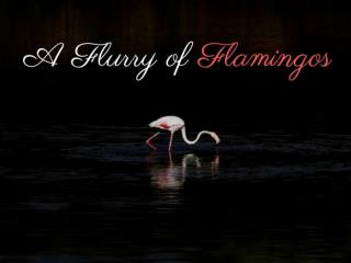 2017 A Flurry Of Flamingos