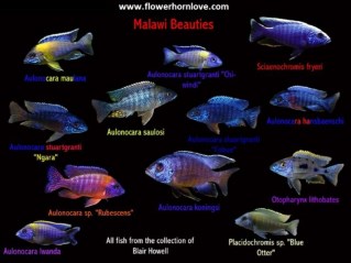 Different Types of Cichlids