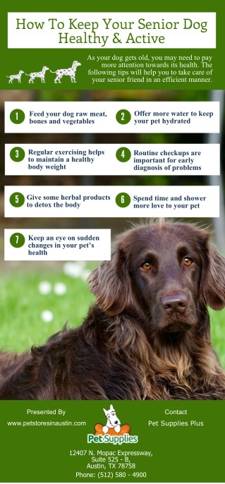 How To Keep Your Senior Dog Healthy & Active