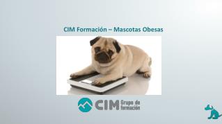 Cim Formación: Obesidad en mascotas