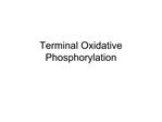 Terminal Oxidative Phosphorylation