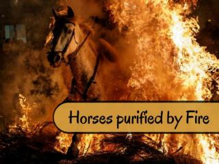 Horses are purified by fire in Spain