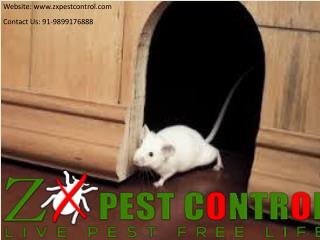 Avail Summer Special Discount in Pest Control Noida
