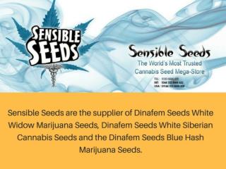 Dinafem Seed Bank
