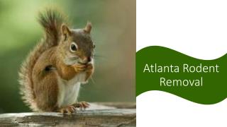 Atlanta Rodent Removal
