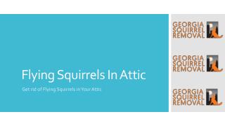 Flying Squirrels In Attic