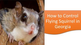 How to Control Flying Squirrel in Georgia