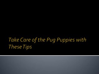 Take care of the pug puppies with these tips