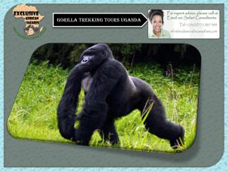 Gorilla Trekking Tours Uganda