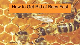 How To Get Rid of Bees Fast