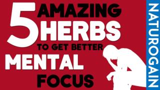 5 Amazing Herbs to Get Better Mental Focus with 100% Effective Result