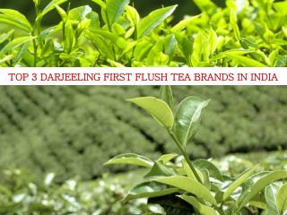 Top 3 Darjeeling First Flush Tea Brands In India