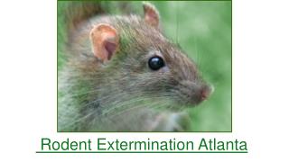 Rodent Extermination Atlanta