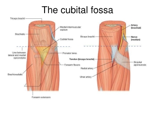 The cubital fossa