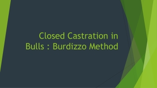 Closed Castration in Bulls : Burdizzo Method