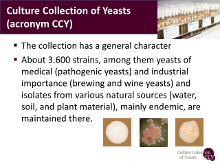 Culture Collection of Yeasts (acronym CCY)