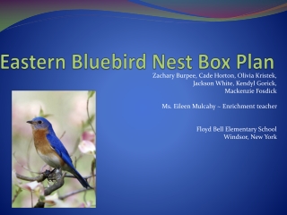 Eastern Bluebird Nest Box Plan