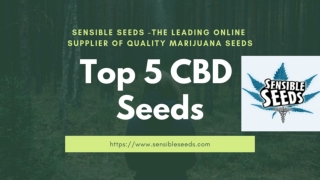 Buy High CBD Seeds for Best Therapeutic Effects
