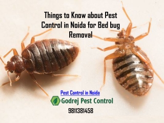 Things to Know about Pest Control in Noida for Bed bug Removal