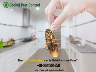 How Pest Control Noida can be Helpful for your Home?