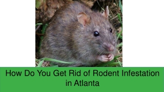 How Do You Get Rid of Rodent Infestation in Atlanta