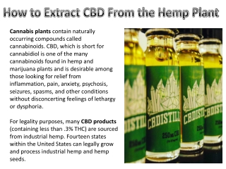 How to Extract CBD Olive Oil from Hemp Plant
