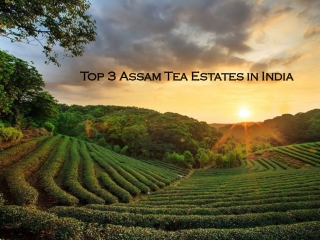 Top 3 Assam Tea Estates in India