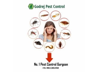 No. 1 Pest Control Gurgoan | 91-9811381458