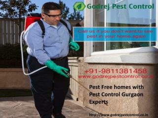 Pest Free homes with Pest Control Gurgaon Experts