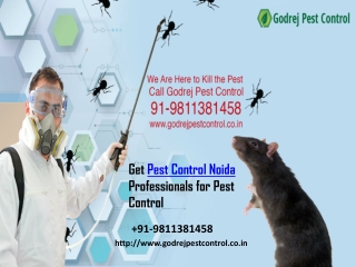 Get Pest Control Noida Professionals for Pest Control