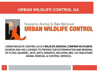 Wildlife Removal Services in Atlanta
