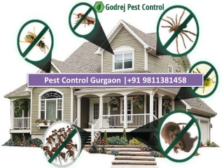 Pest Control Gurgaon | 91 9811381458