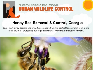 Bee Exterminator Services in Atlanta