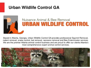 Raccoon Removal Service Atlanta