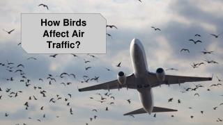 How Birds Effect Air Traffic?
