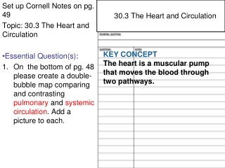 Set up Cornell Notes on pg. 49 Topic: 30.3 The Heart and Circulation Essential Question(s) :