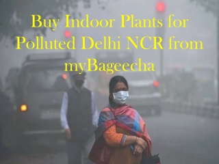 Buy Indoor Plants for Polluted Delhi NCR from MyBageecha