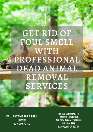 Get Rid Of Foul Smell With Professional Dead Animal Removal Services