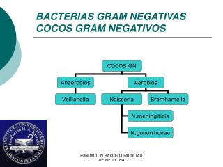 ppt bacilos gram negativos identificaÇÃo laboratorial powerpoint